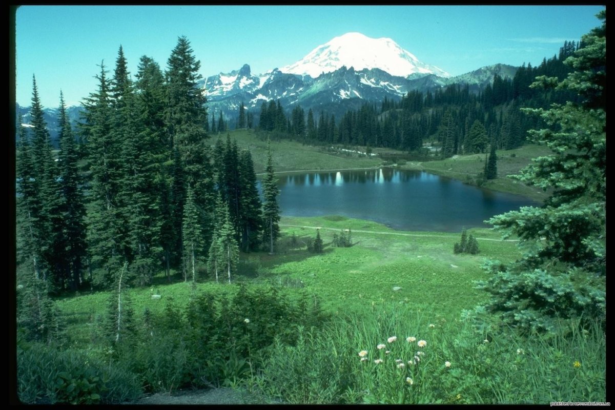 Пихтово-еловые леса Урала