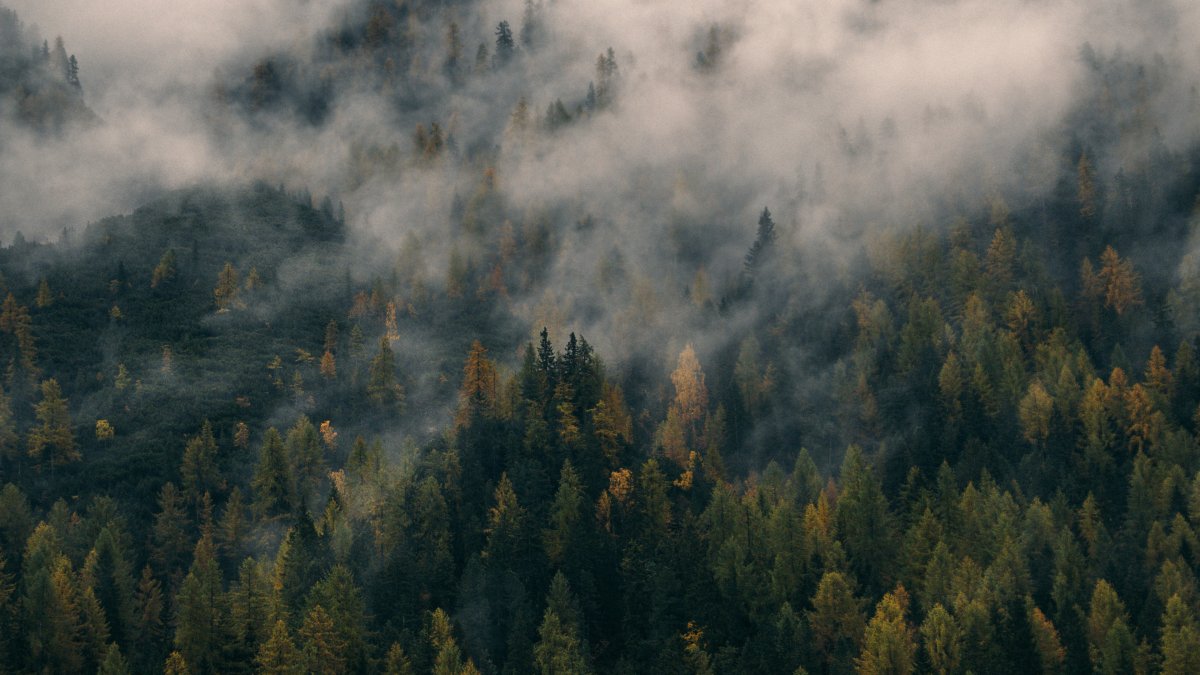 Вырубка лесов в Канаде