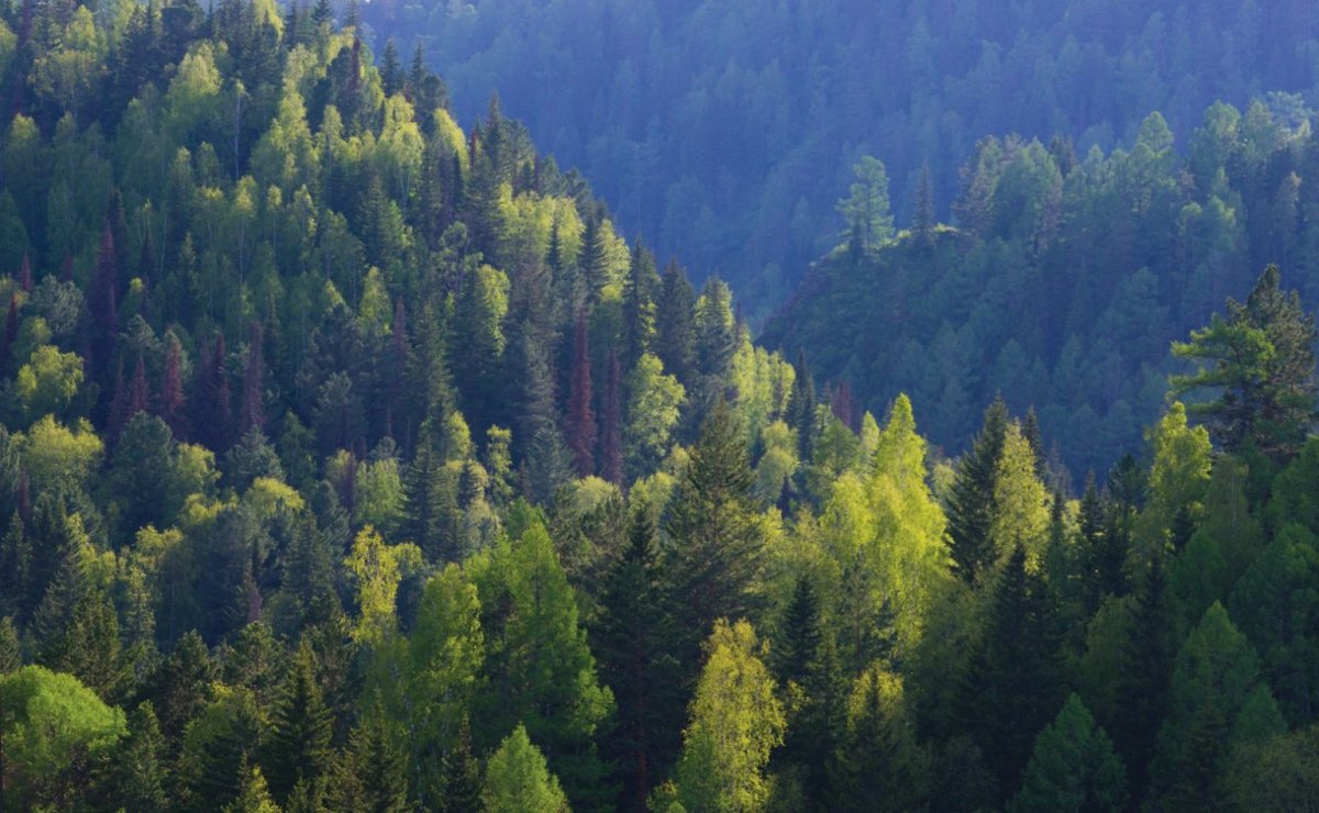 Тайга Евразии