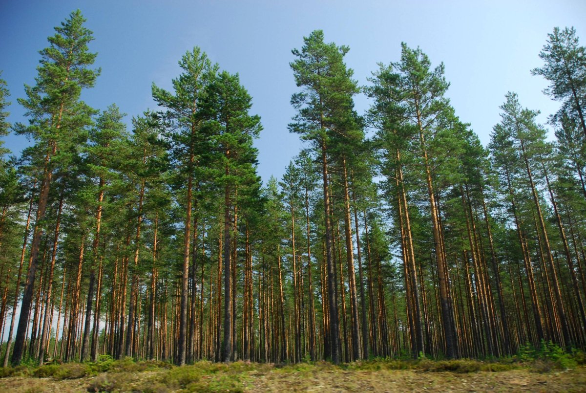 Леса Приморского края Юг Уссурийской тайги