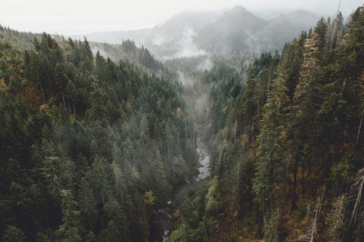 Хвойный лес