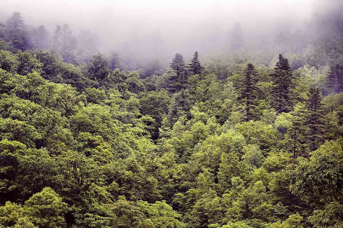 Восточно Сибирская Тайга