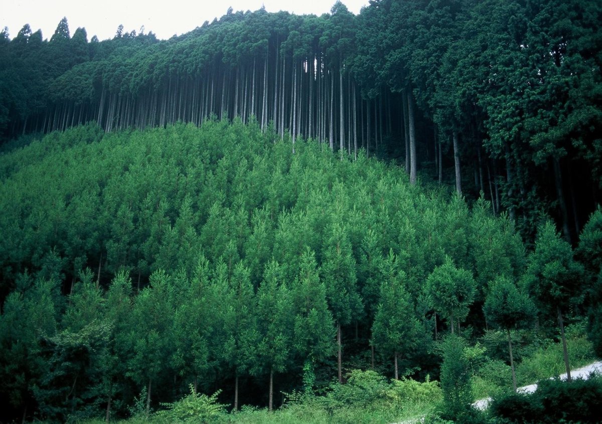 Тайга легкие планеты