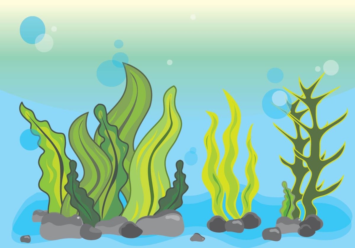 Blue algae vector