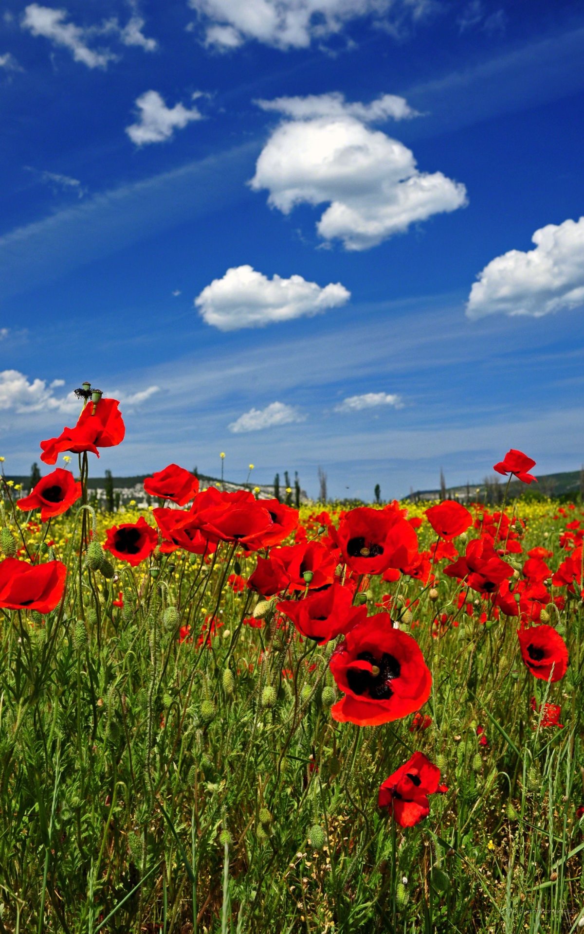 Обои на рабочий стол красивые вертикальные