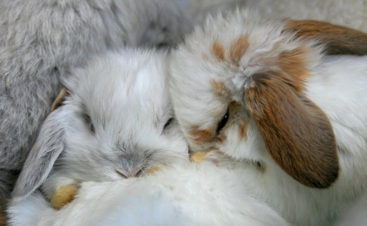 Зайчики обнимаются