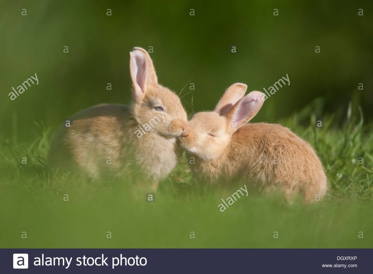 Зайки обнимаются