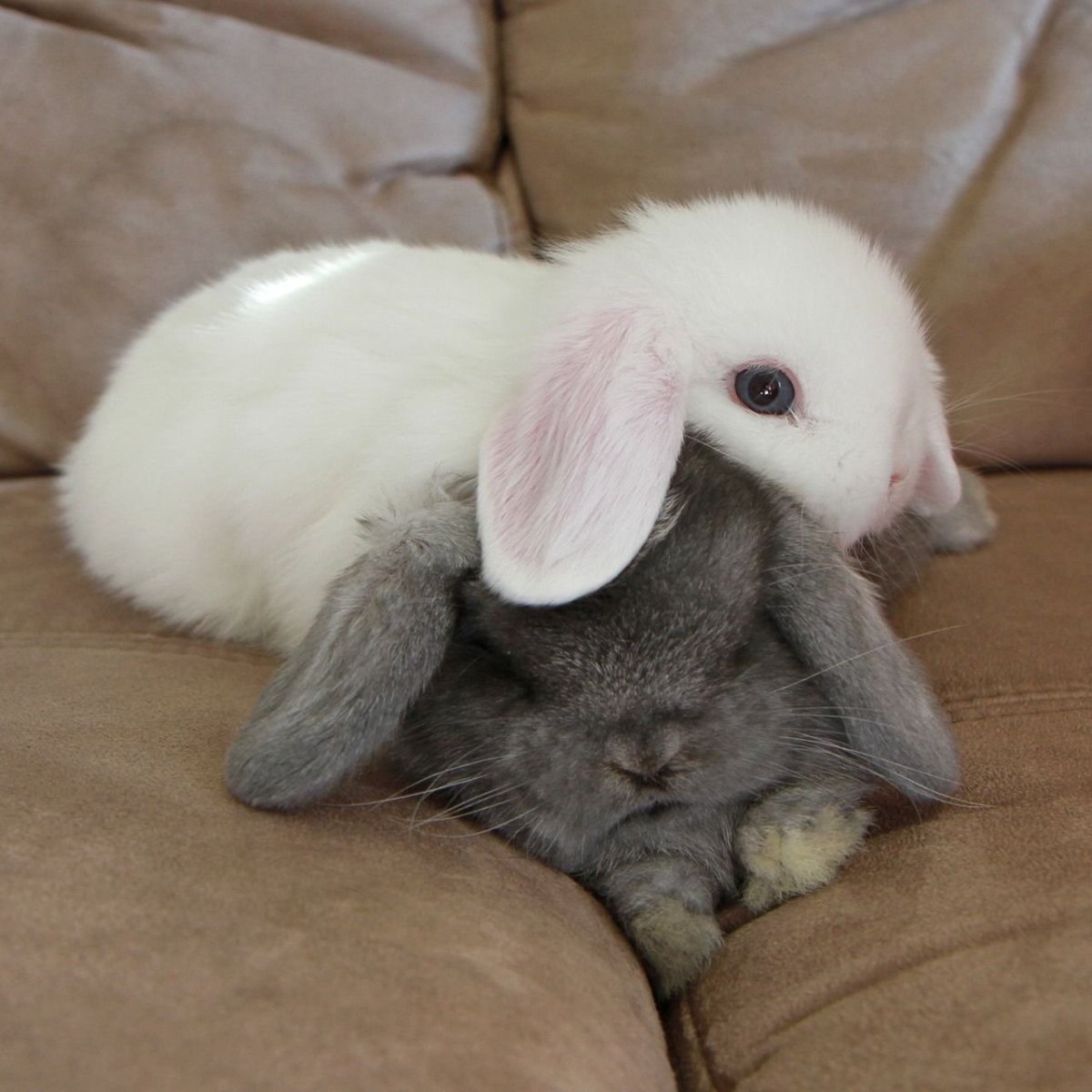 Два зайца с сердечком