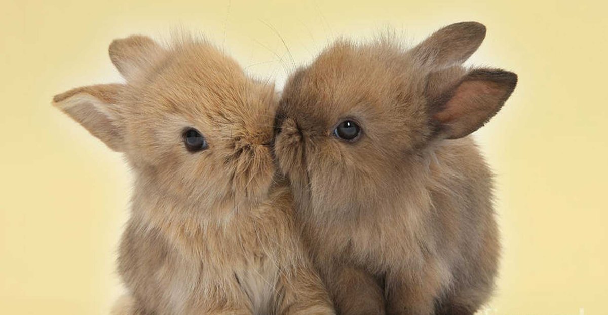 Милые Зайчата