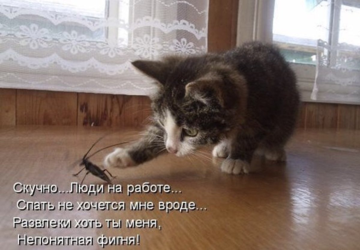 Скучно приколы в картинках