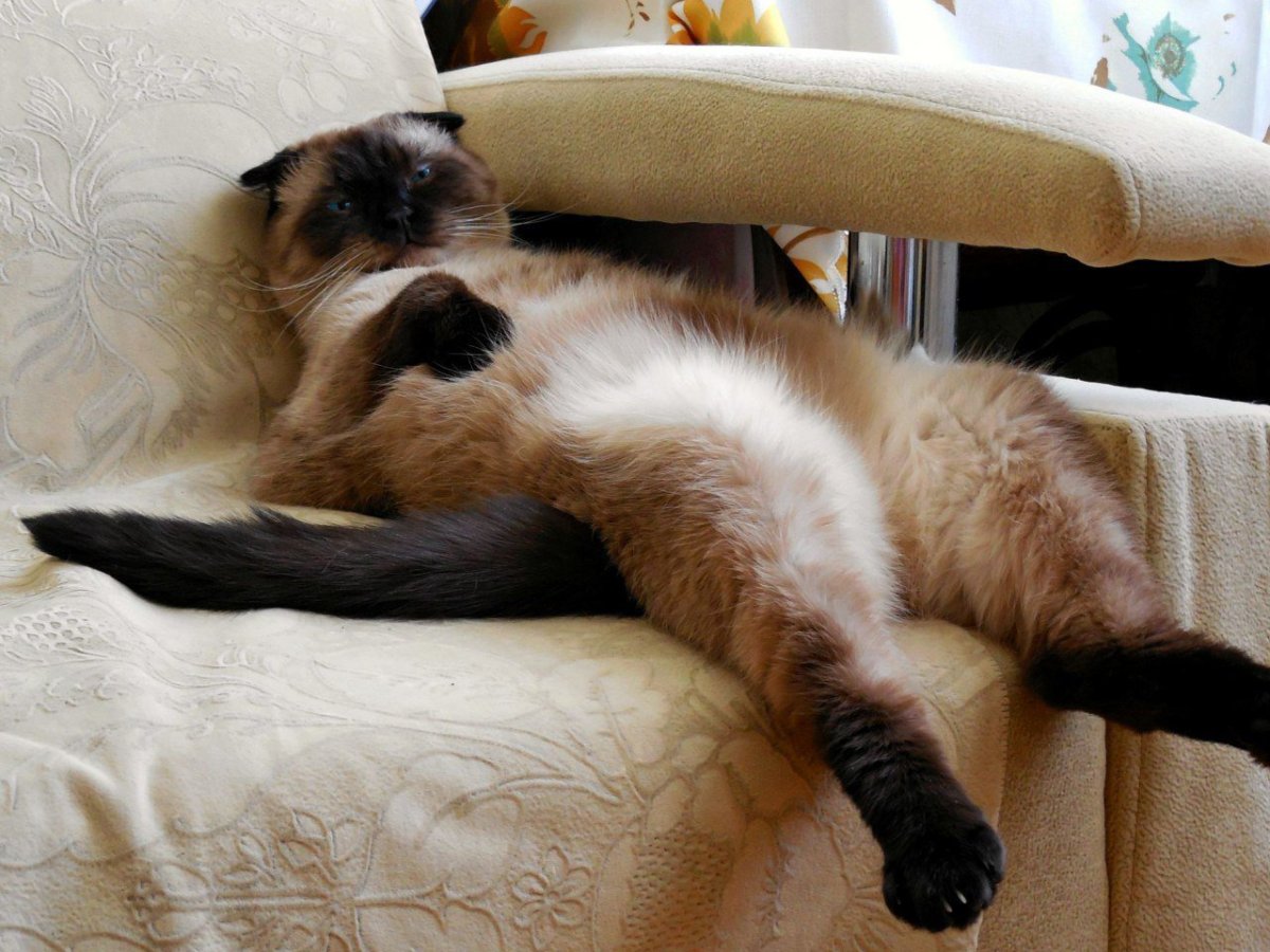 Кот думает что я живу у него