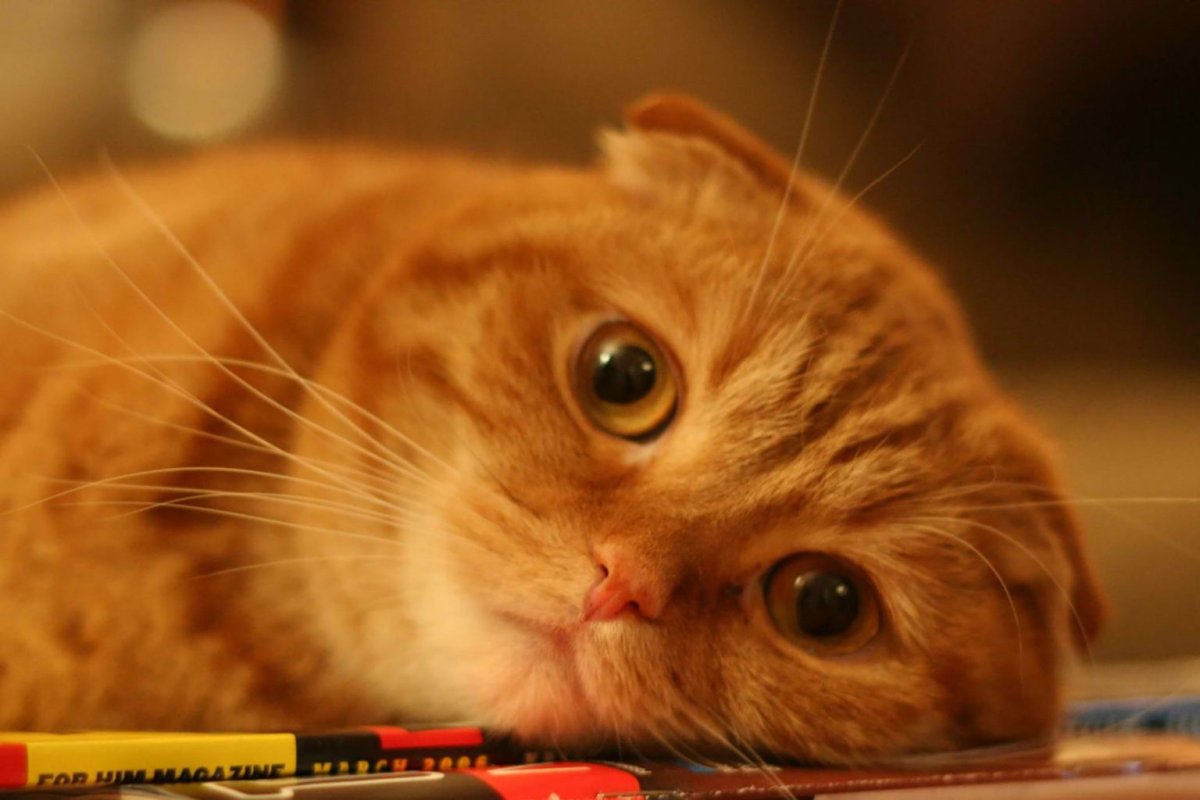 Рыжий кот пишет