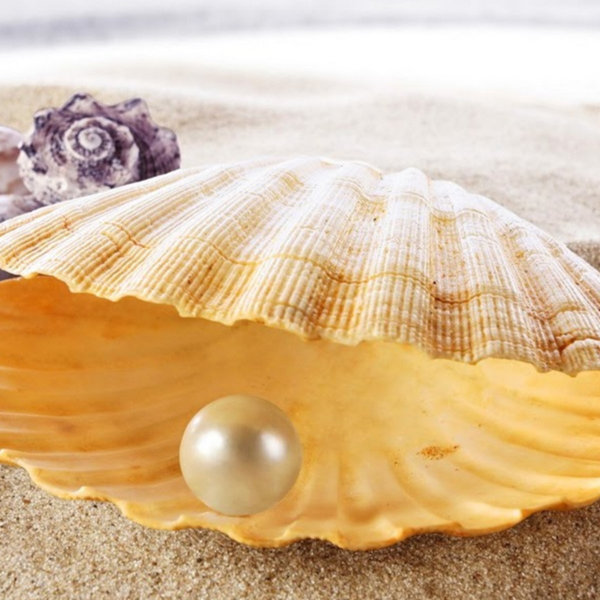 Раковина Жемчужница морская