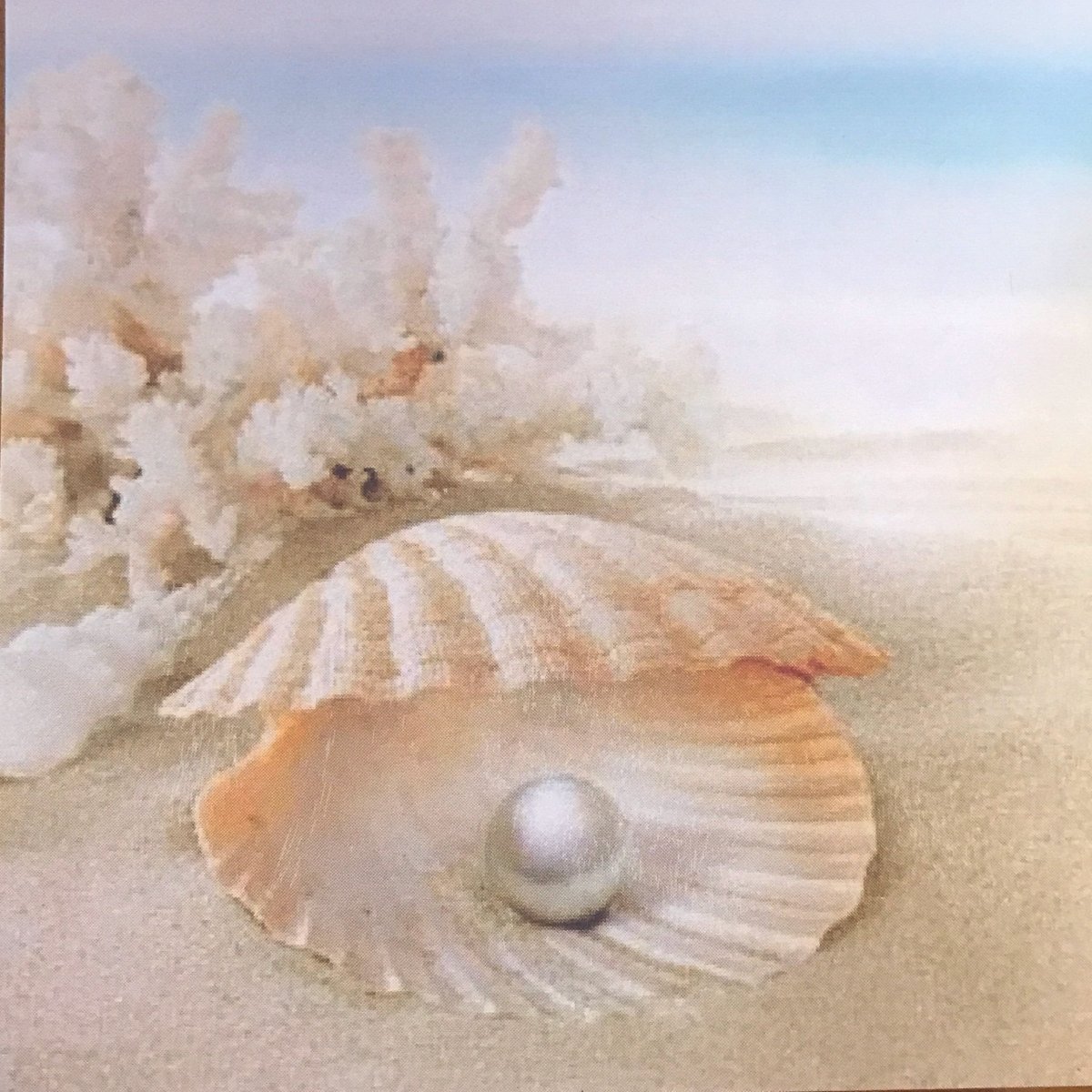 Ракушки морские