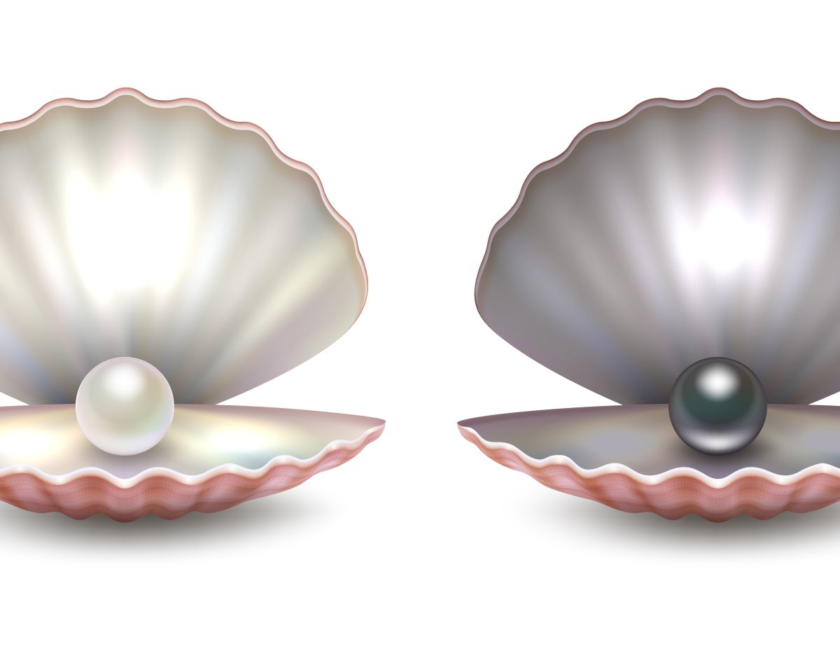 Морская Жемчужница моллюск