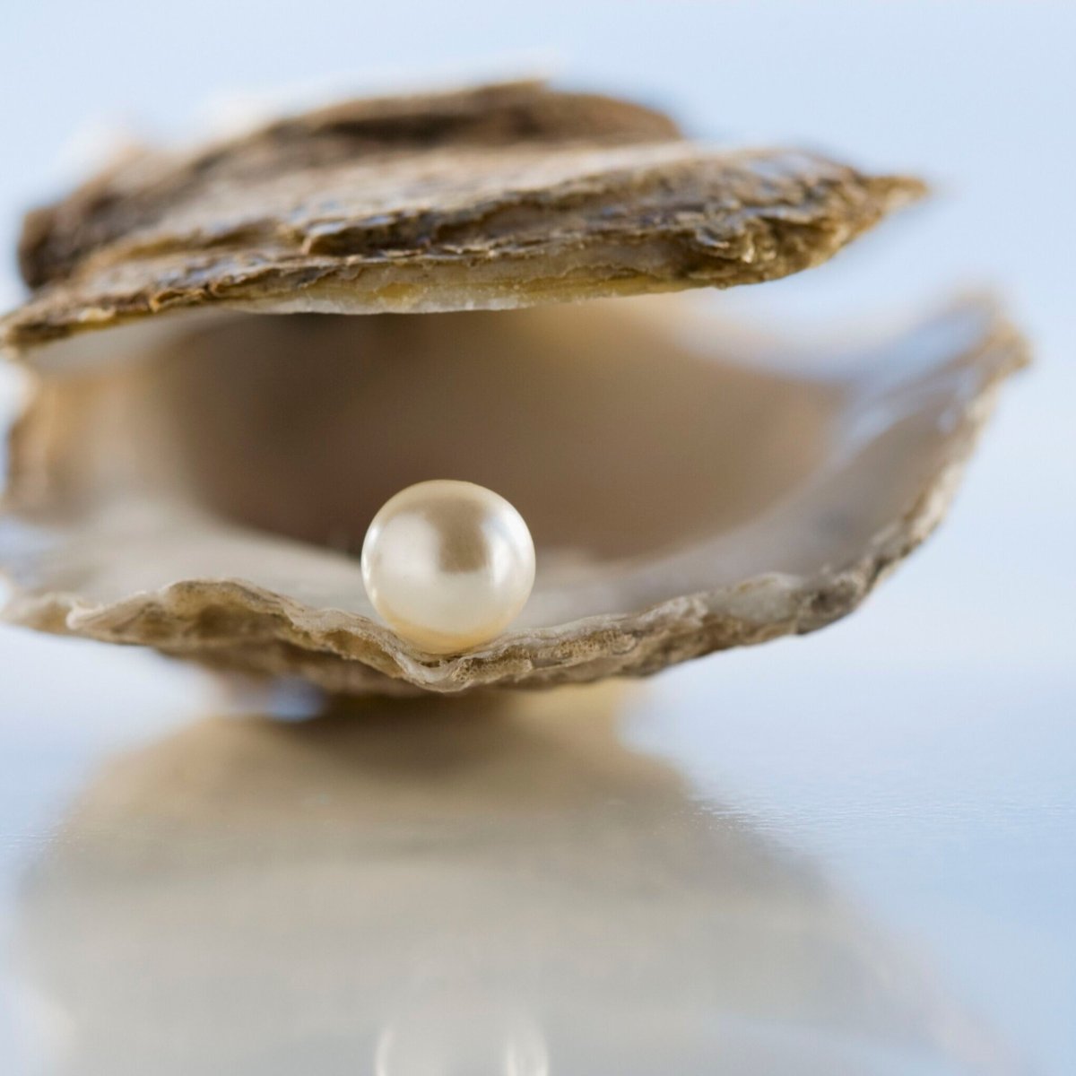 Ракушка с жемчужиной