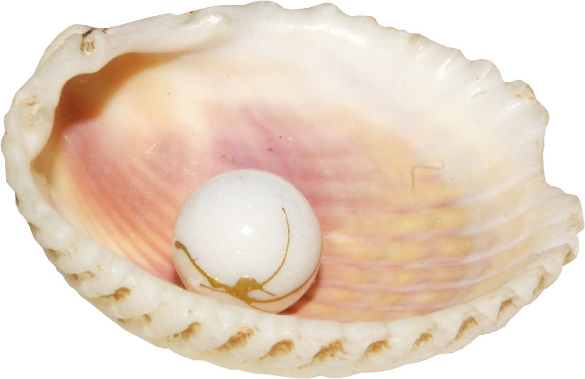 Морская Жемчужница белая моллюск