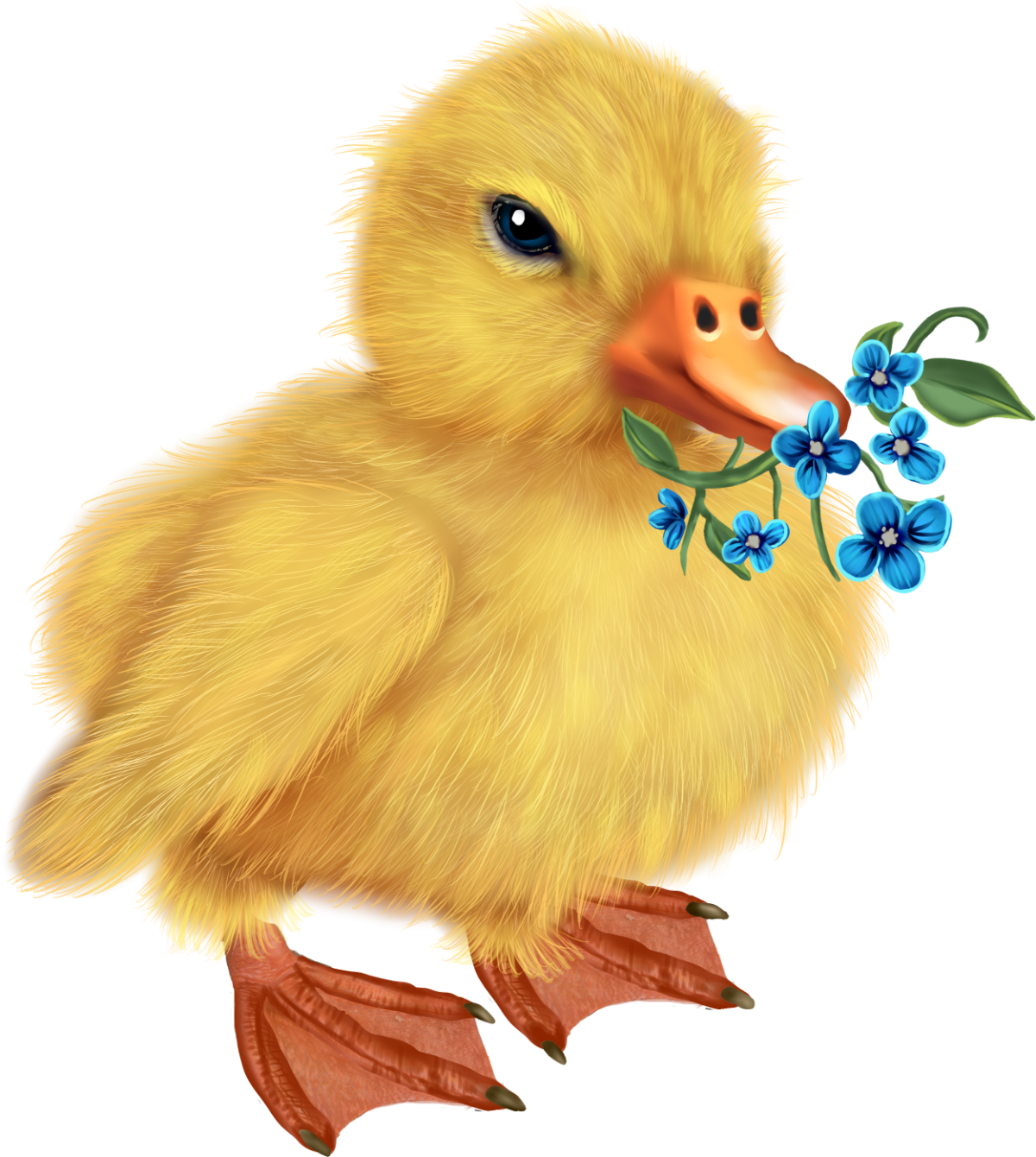 Утенок на белом фоне