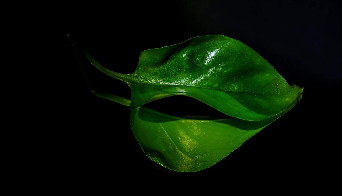 Зеленый листик на черном фоне