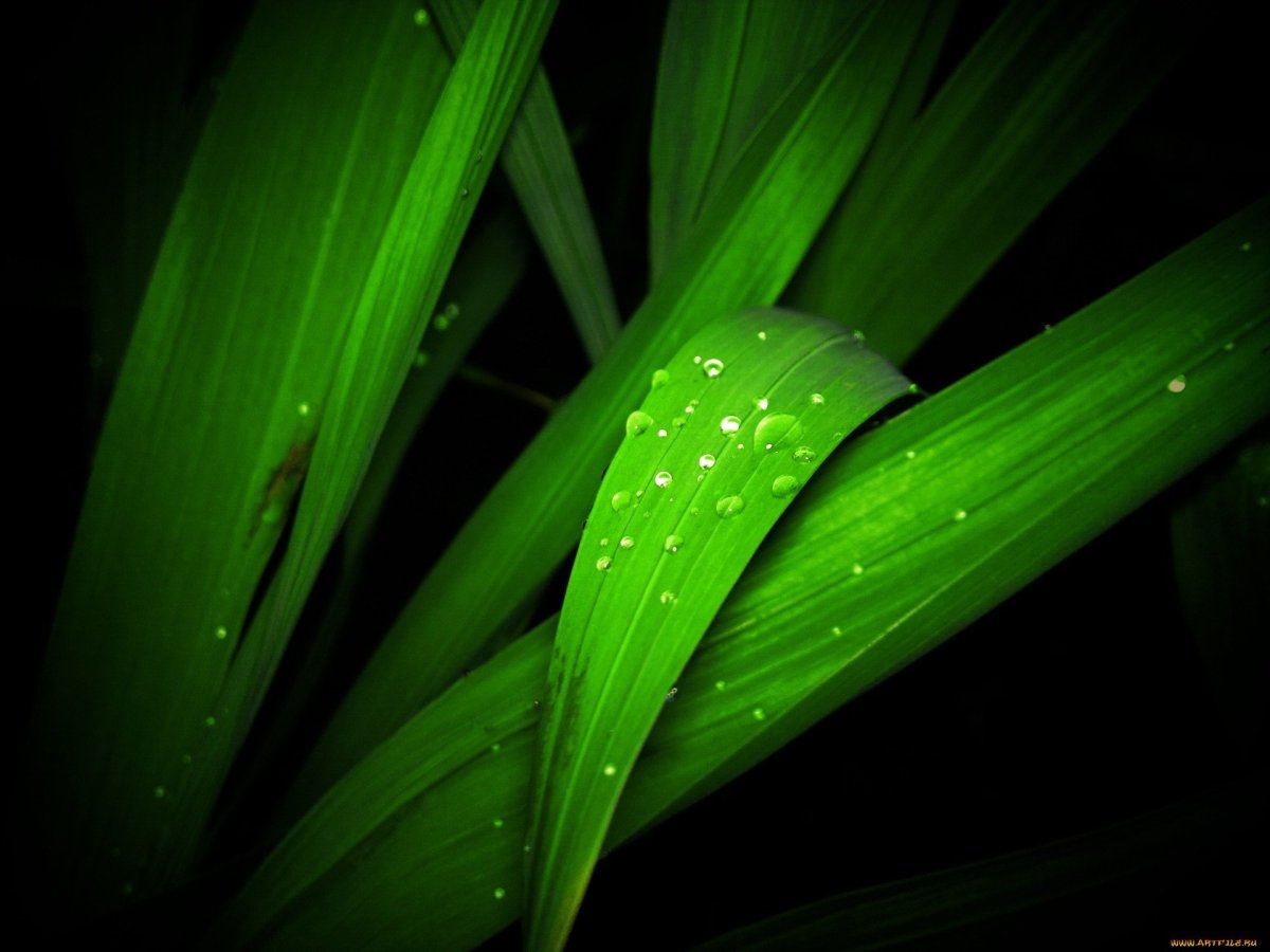 Зелень на черном фоне