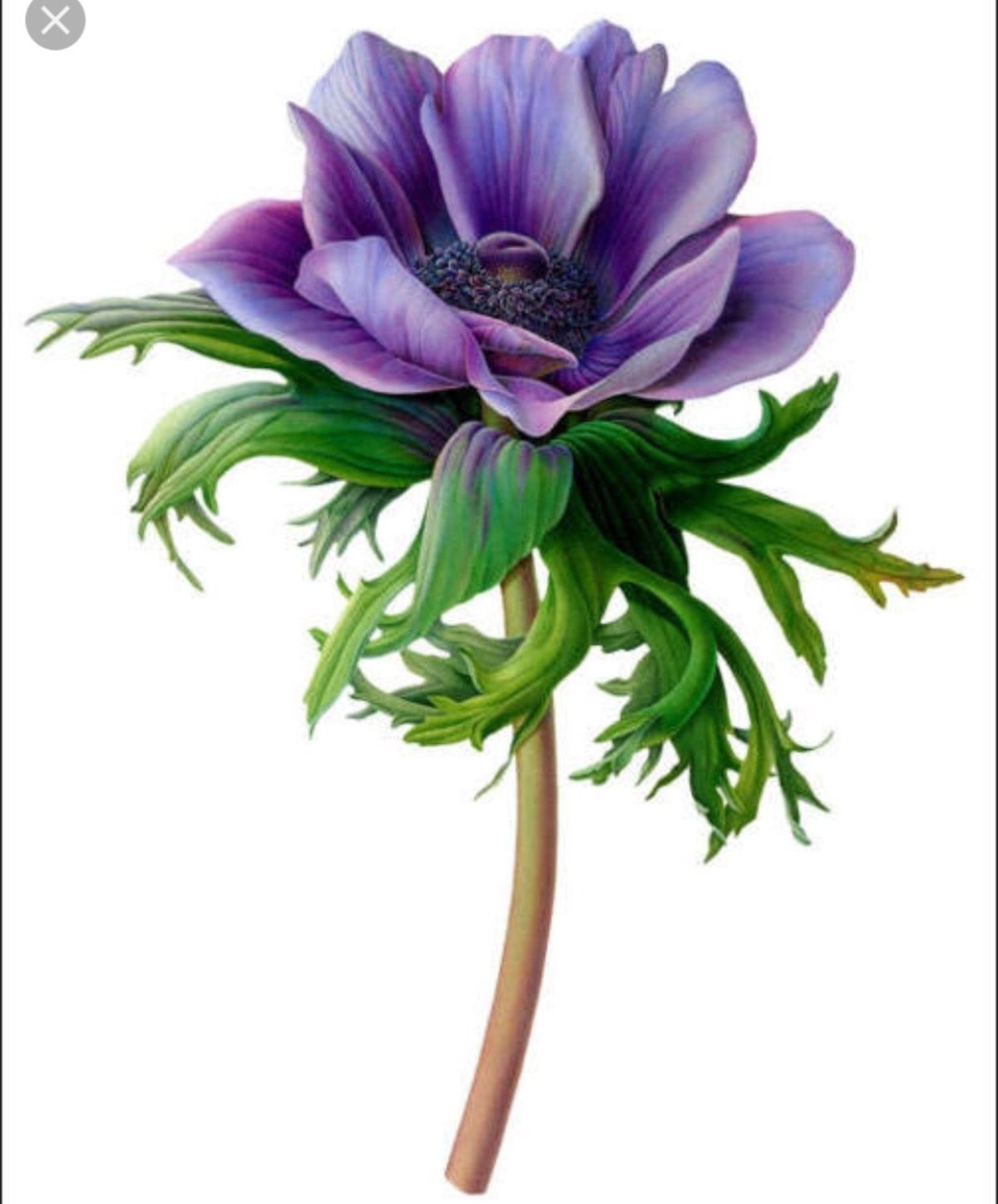 Анемоны Ботанический рисунок