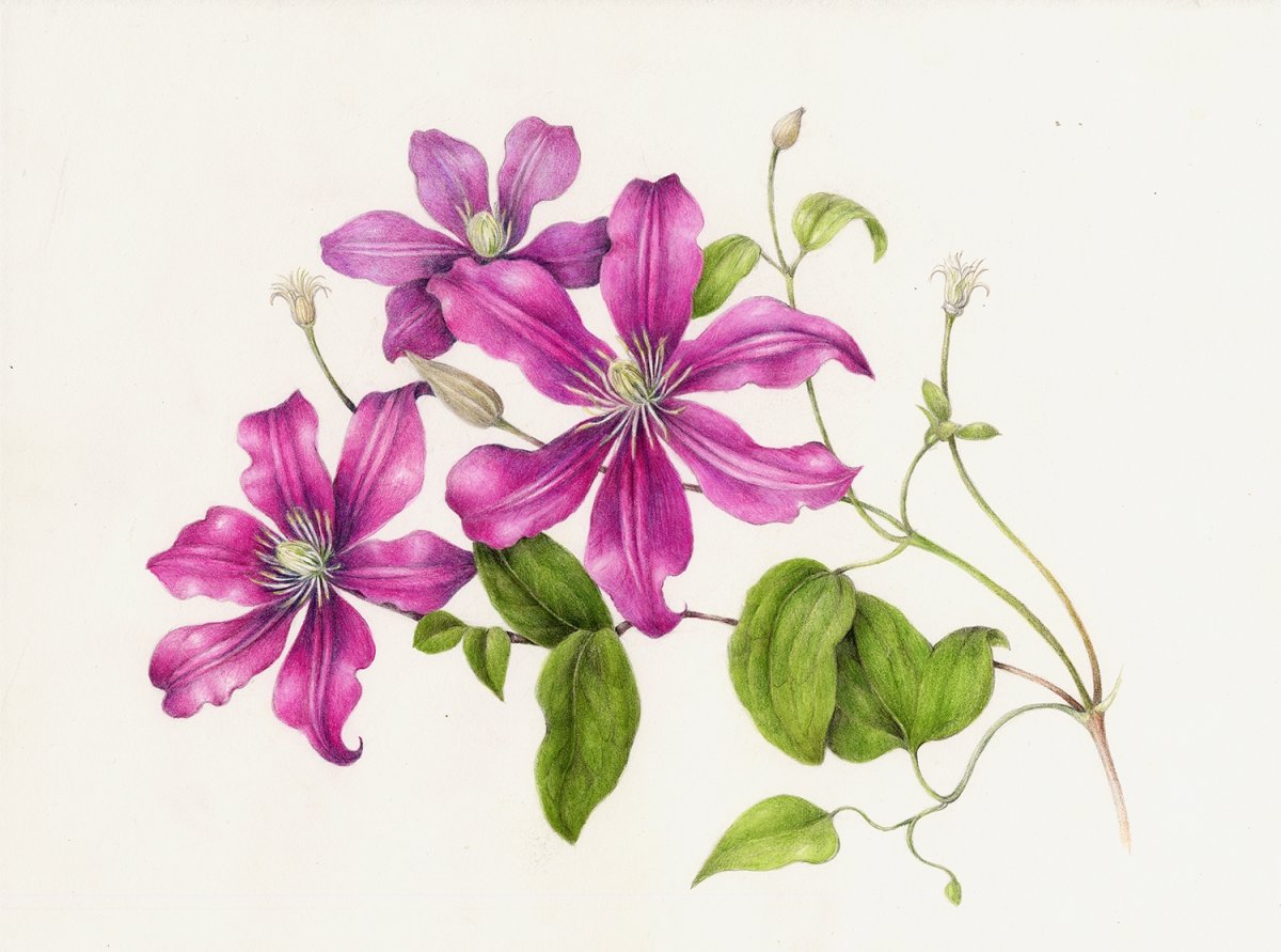 Лотос орехоносный