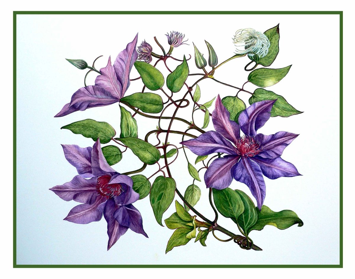 Клематис Ботаническая акварель