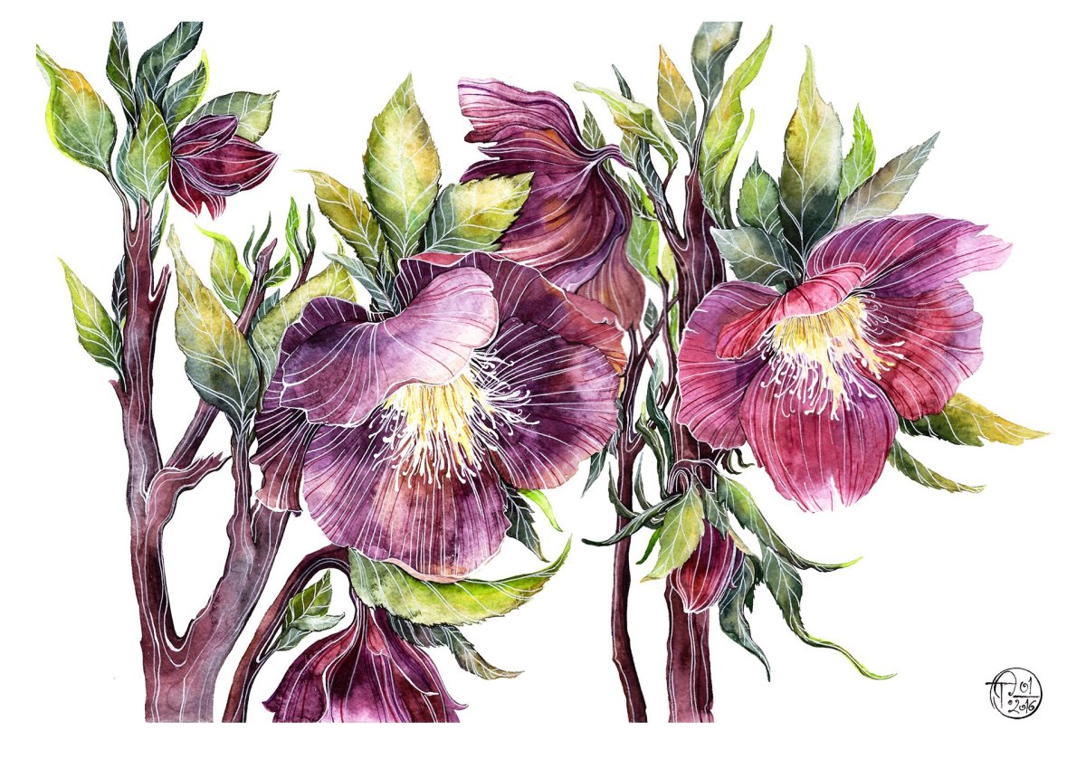 Клематис цветок Ботаническая иллюстрация