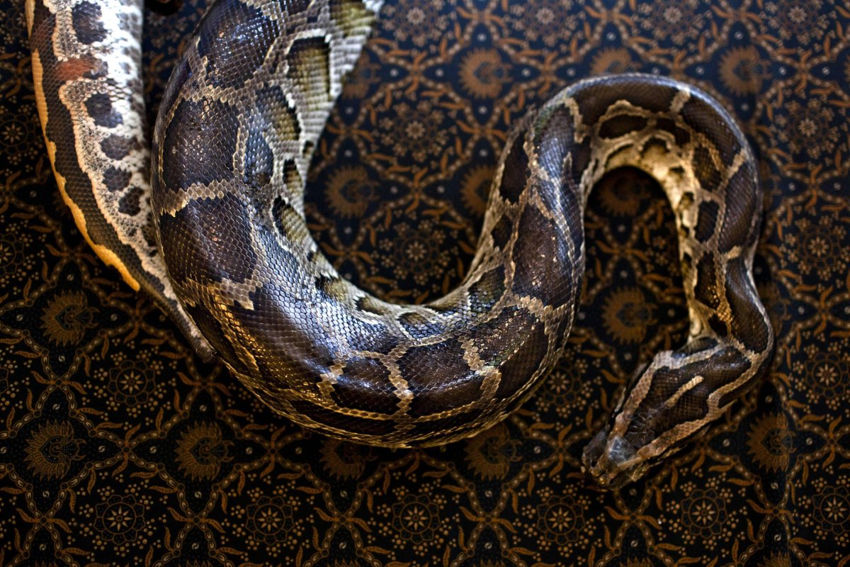 Уссурийский питон