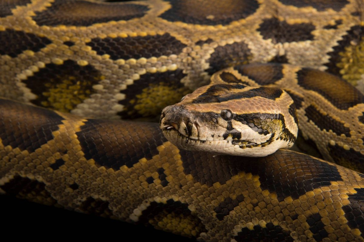 Сетчатый и тигровый питоны