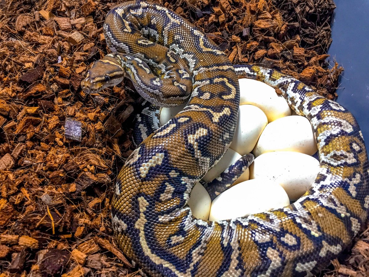 Удав сетчатый питон