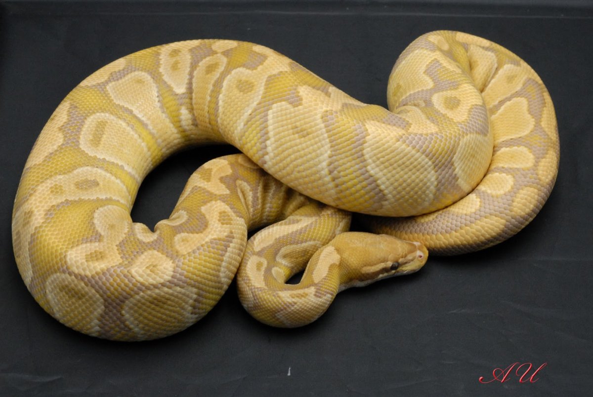 Бирманский питон альбинос