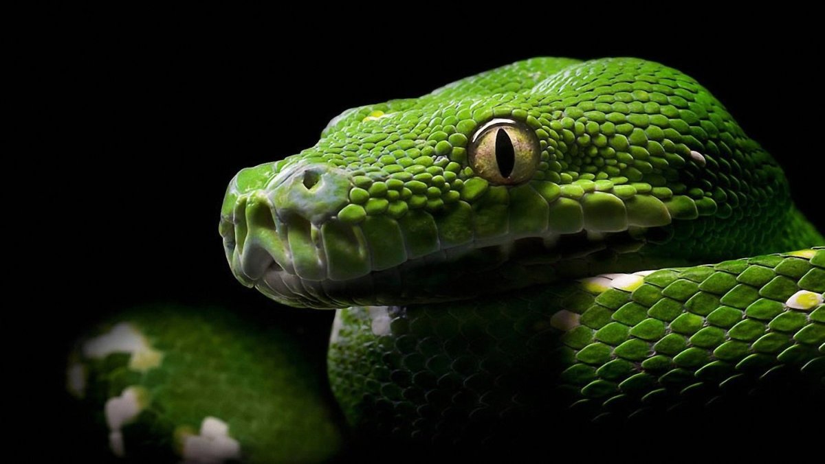 Зеленый питон черный