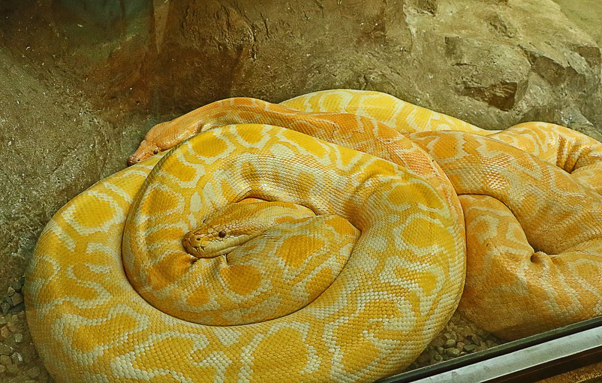Тигровый питон желтый