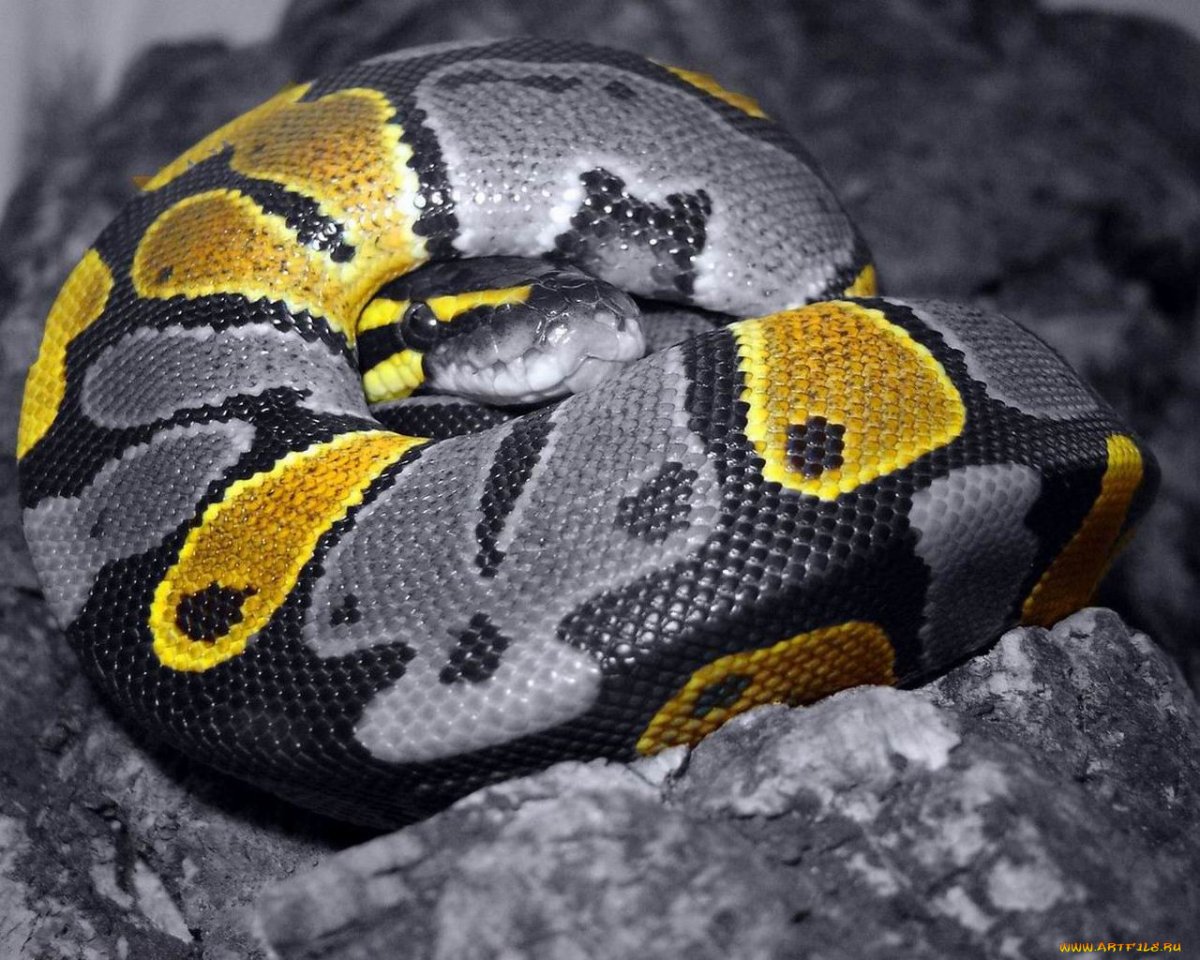 Королевский питон серый