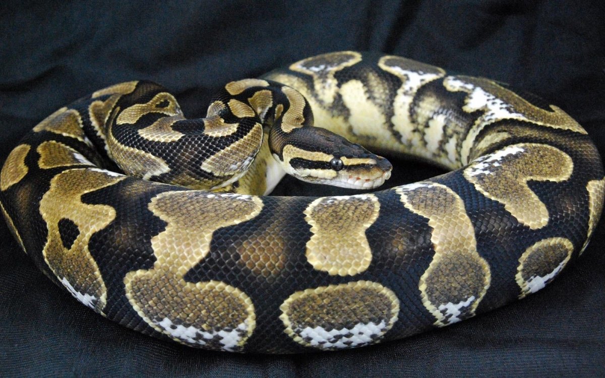 Пятнистый кольчатый питон
