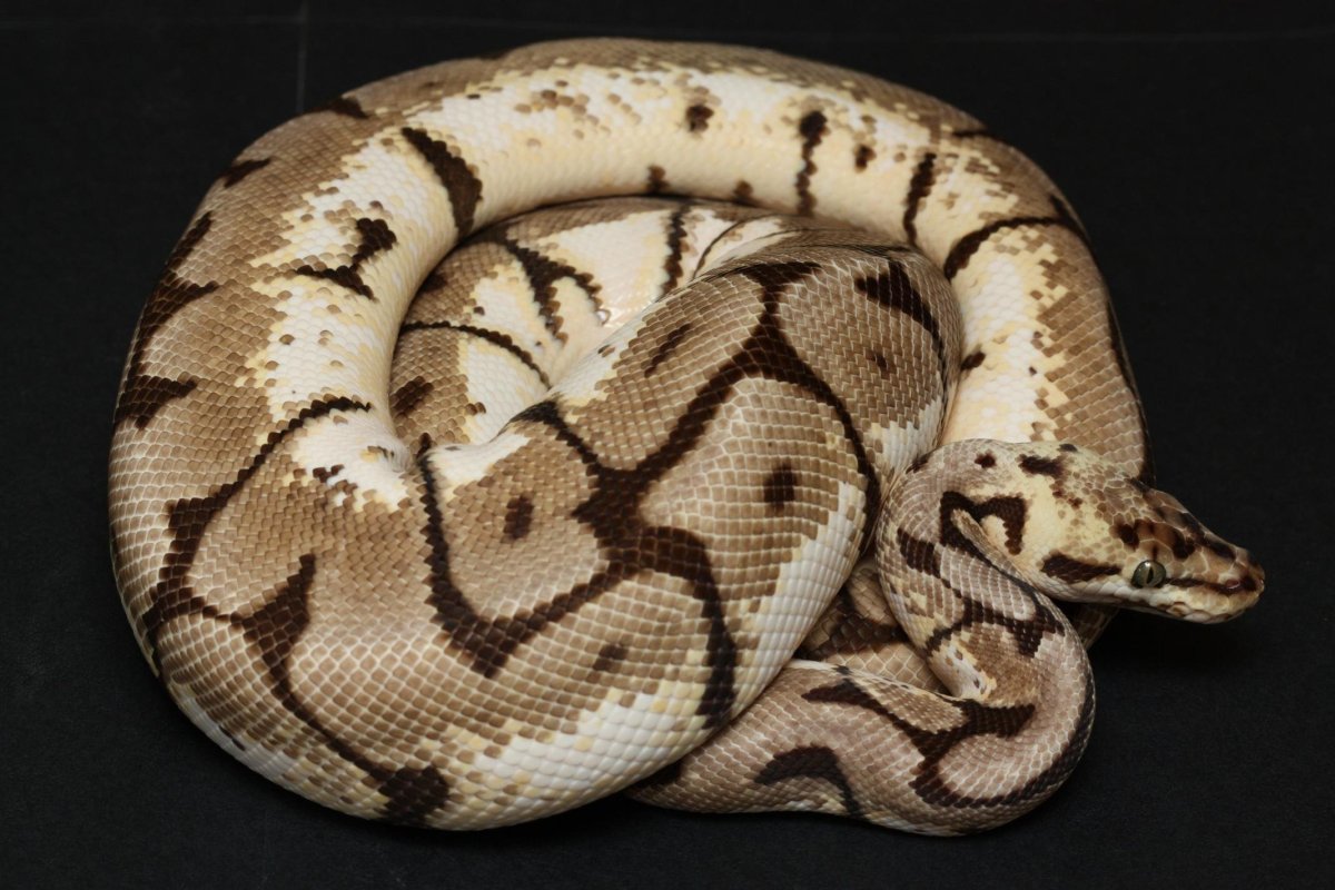 Королевский сетчатый питон