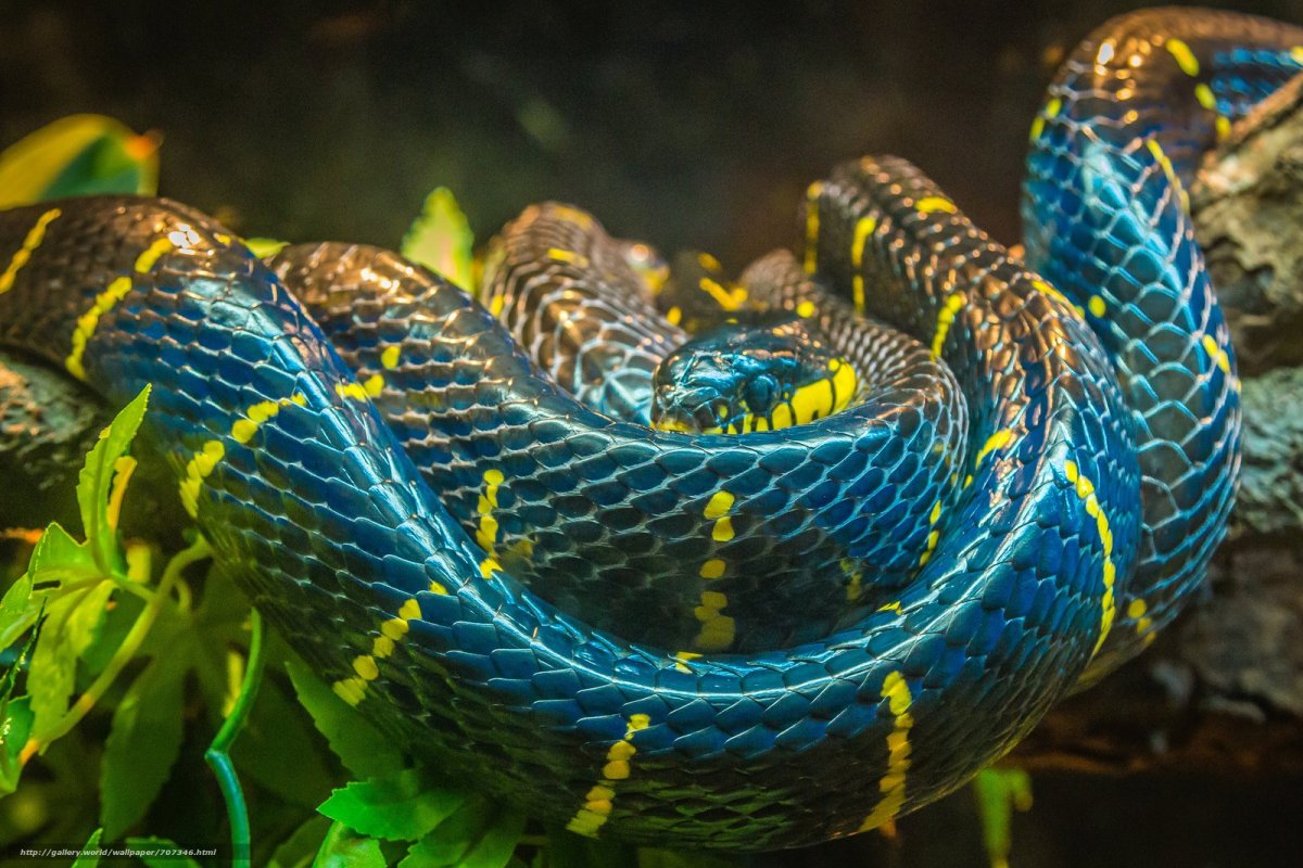 Новогвинейский питон