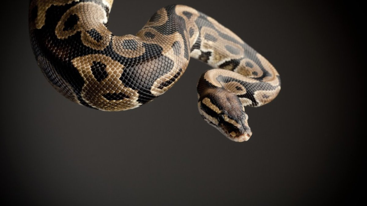 Питон тигровый Королевский