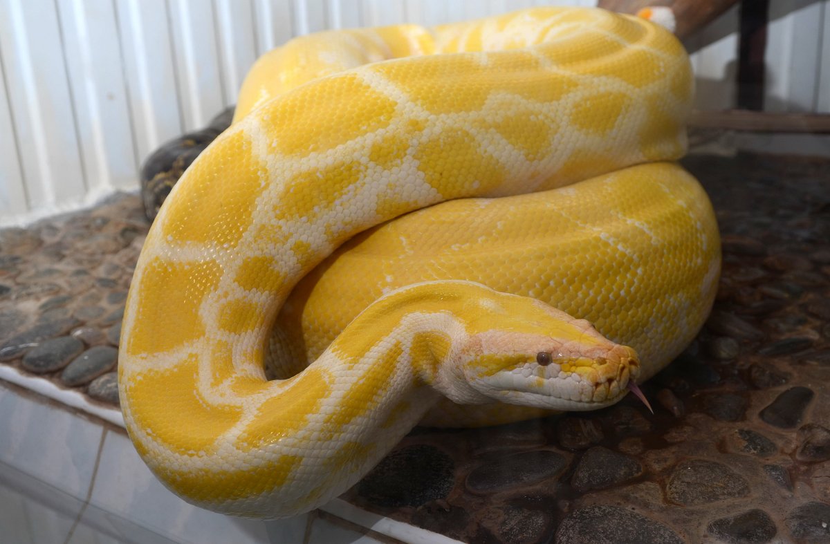 Змея тигровый питон