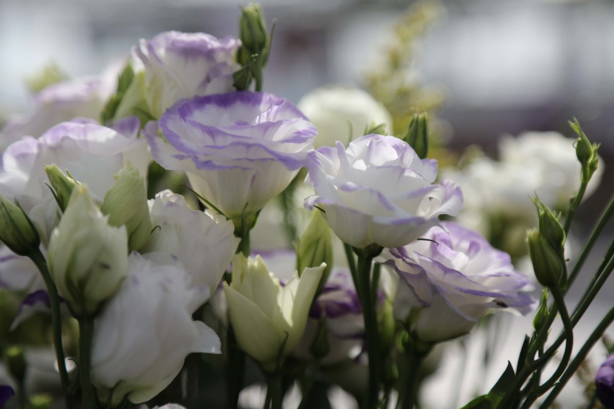 Лизиантус Розита