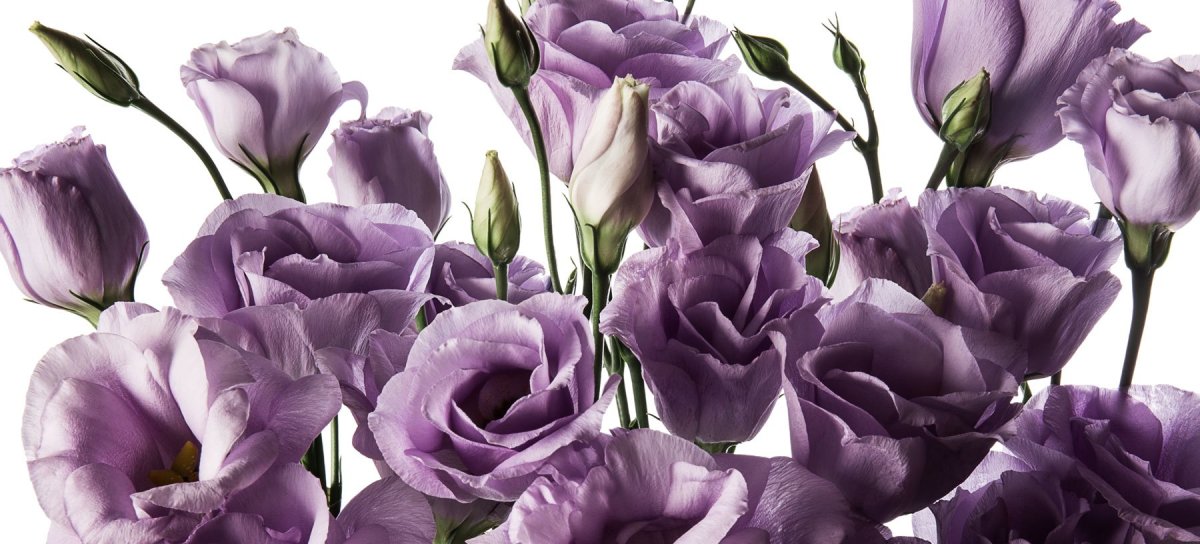 Эустома Лавандовая