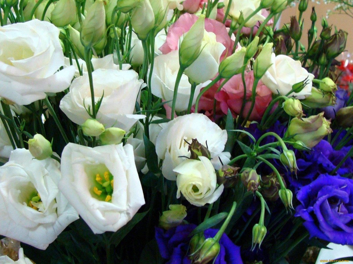 Эустома Рассела