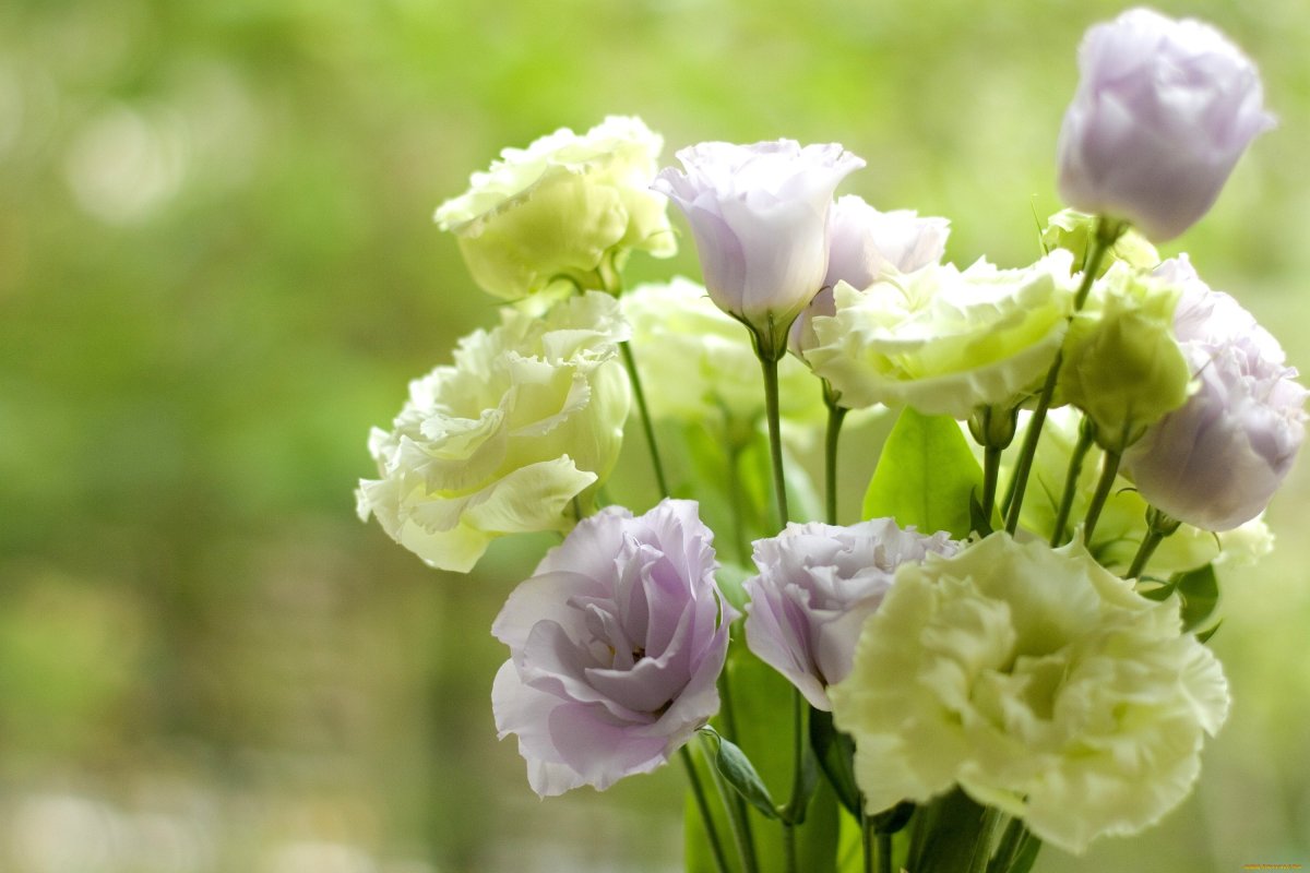 Испанская роза цветок эустома