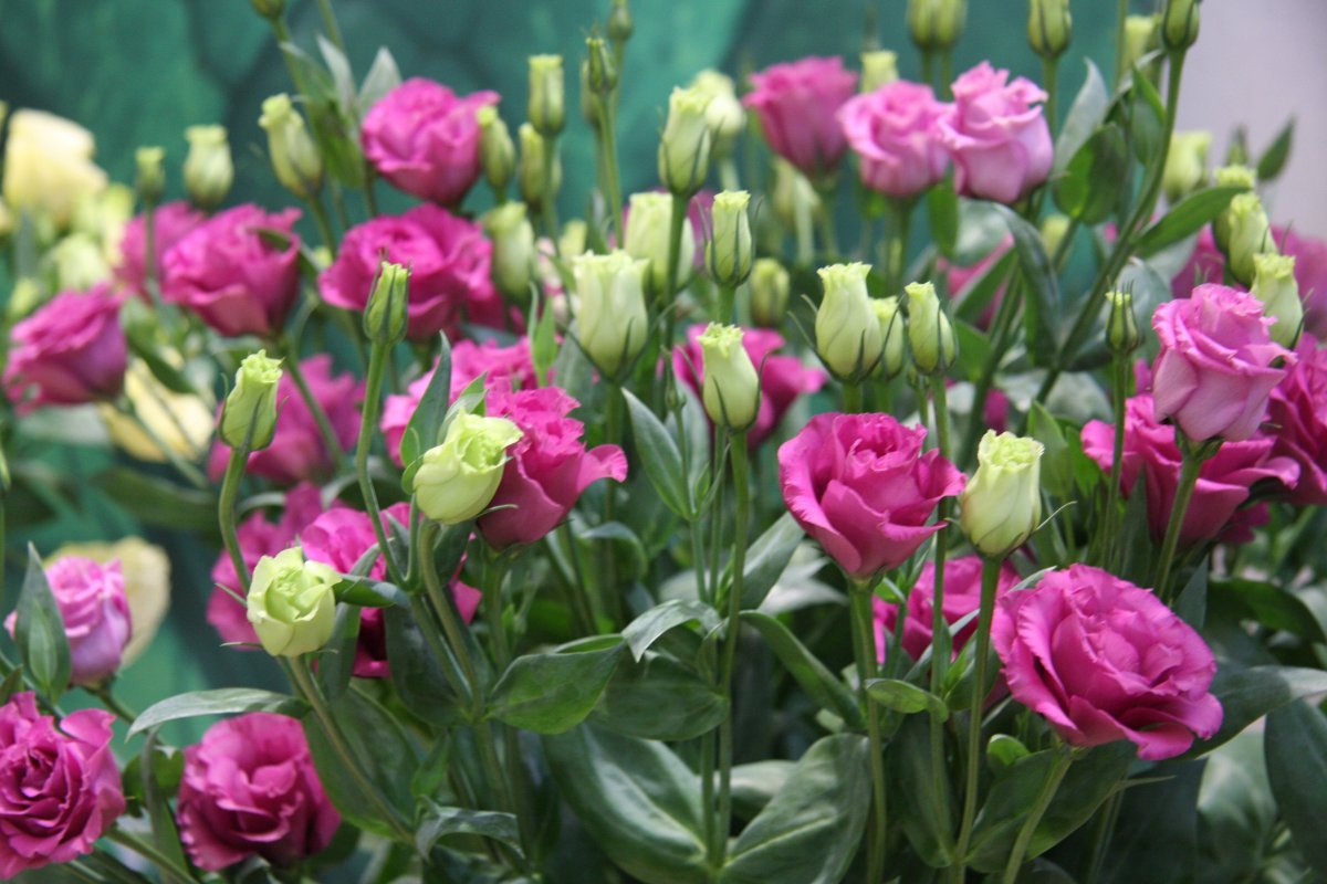 Эустома Алисса шампань