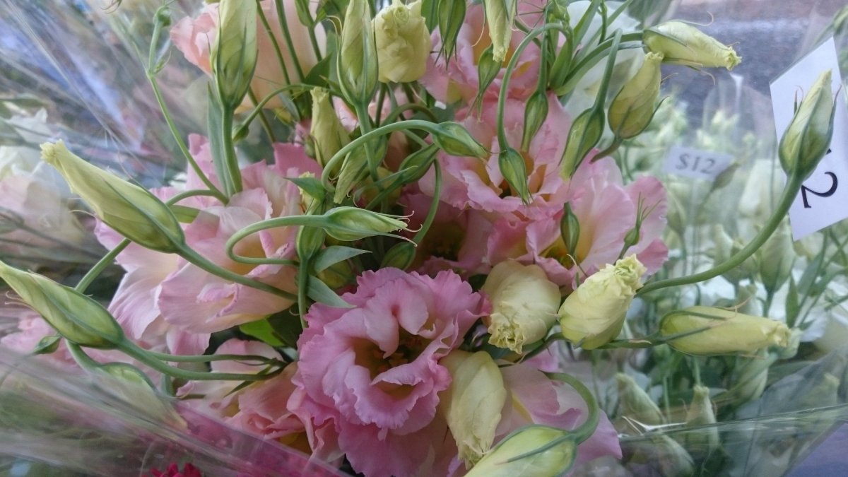 Нежная эустома