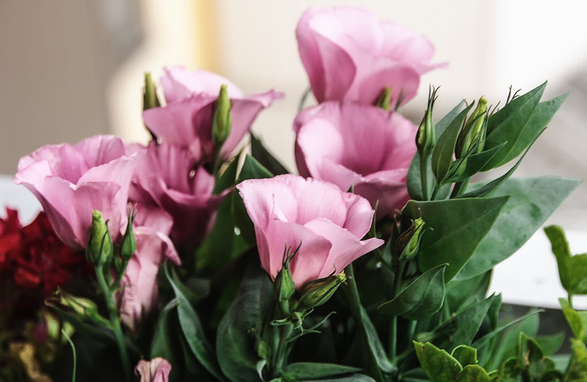 Горная роза эустома