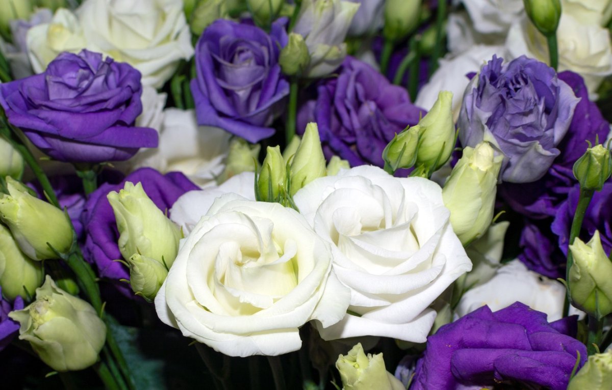 Эустома Мариачи