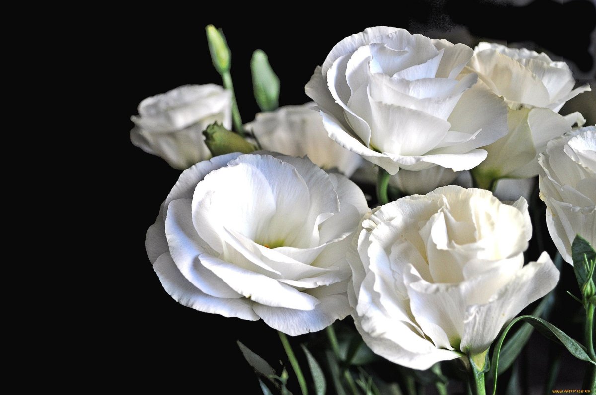 Эустома Rosita White