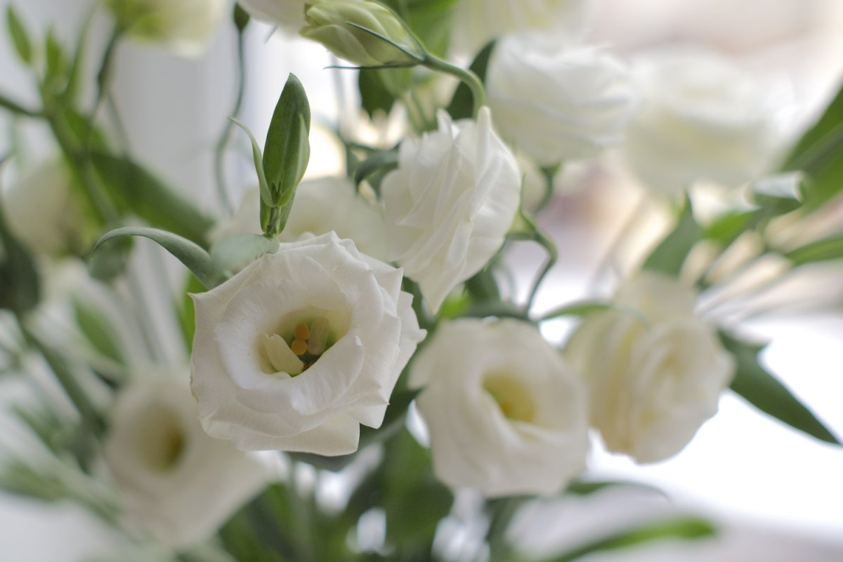 Эустома Розита белая